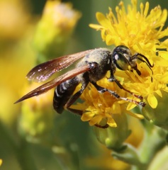Tachytes guatemalensis