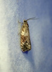 Celypha