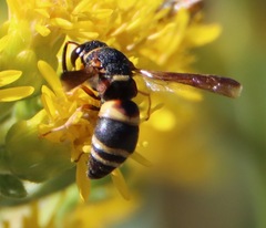 Euodynerus hidalgo boreoorientalis