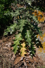 Cirsium scabrum