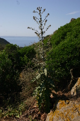 Cirsium scabrum