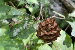 Callirhytis seminator