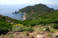 Jacobaea maritima sicula