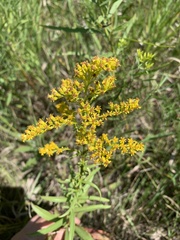 Solidago missouriensis