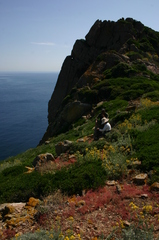 Jacobaea maritima sicula