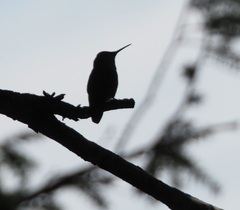 Selasphorus platycercus