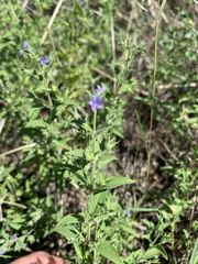 Trichostema brachiatum