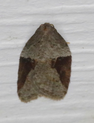 Acleris macdunnoughi