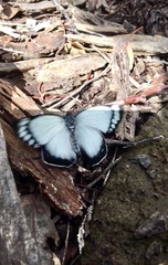 Delias harpalyce