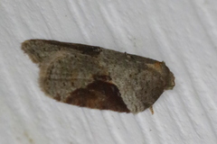 Acleris macdunnoughi