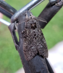 Dasychira vagans