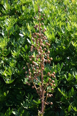 Scrophularia peregrina
