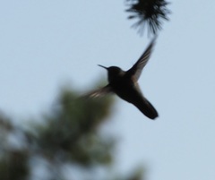 Selasphorus platycercus