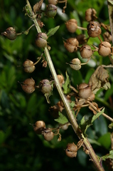 Scrophularia peregrina