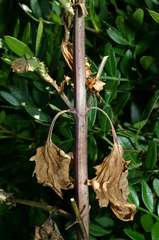 Scrophularia peregrina