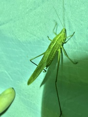 Neoconocephalus ensiger