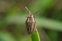Aelia acuminata