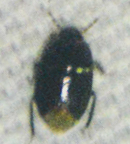Pangaeus bilineatus
