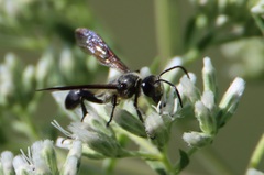 Isodontia