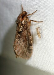 Korscheltellus gracilis