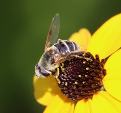 Eristalis stipator
