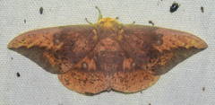 Eacles imperialis nobilis
