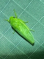 Gyponana