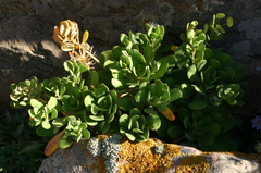 Iberis semperflorens