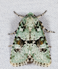 Lacinipolia implicata