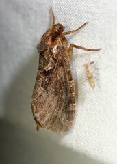 Korscheltellus gracilis