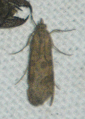 Nomophila nearctica