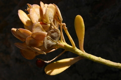 Iberis semperflorens