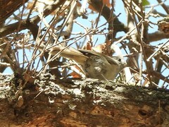 Baeolophus inornatus