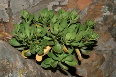 Iberis semperflorens