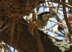 Baeolophus inornatus