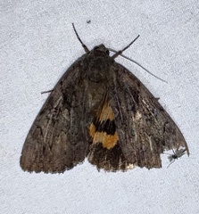 Catocala antinympha