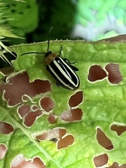 Disonycha glabrata