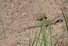 Aspidoscelis exsanguis