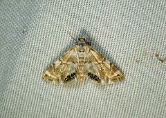 Eoparargyractis plevie