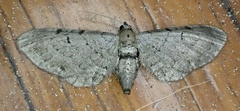 Eupithecia absinthiata