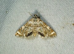 Eoparargyractis plevie