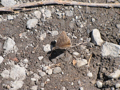 Erynnis persius