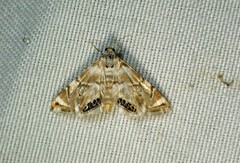 Eoparargyractis plevie