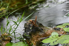 Polistes carnifex carnifex