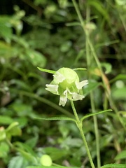 Silene baccifera