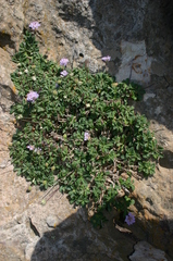Sixalix farinosa