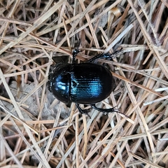 Geotrupes balyi