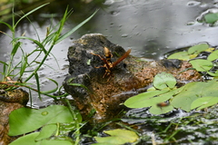 Polistes carnifex carnifex