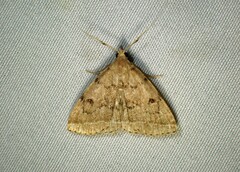 Zanclognatha dentata