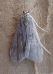 Parapoynx maculalis